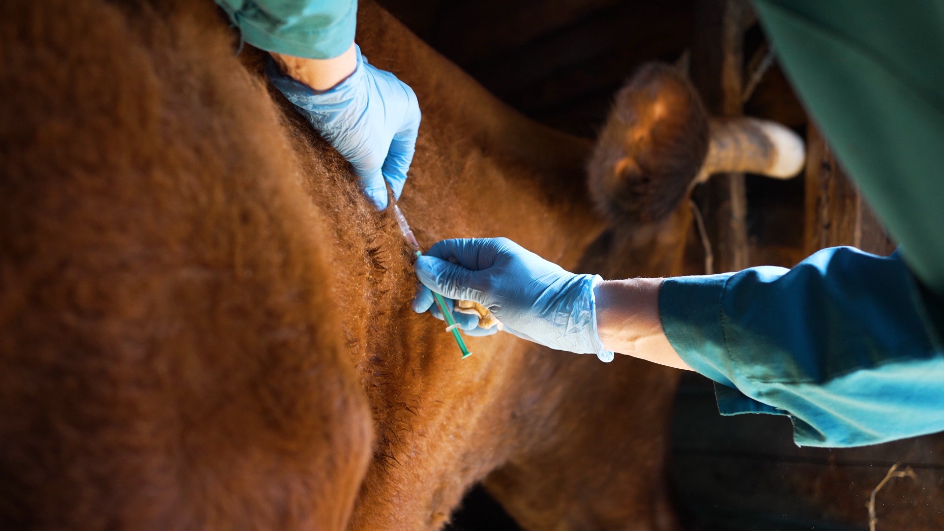 Bovine tuberculosis ELISA — serological testing in a laboratory setting